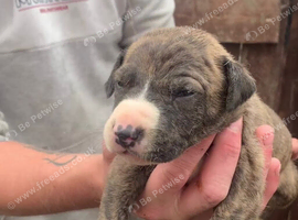 3 stunning collie whippet grey girls