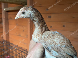 Aseel pullets