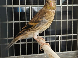 Unsexed goldfinch mule