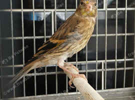 Goldfinch mules for sale