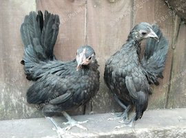 2 young serama hens