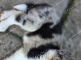 Border Collie Puppies