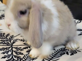 Mini lop rabbit