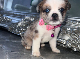 Chow Chow - Pug