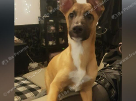 MALINOIS X SULUKI