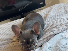 Prada for rehome