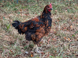 Maran Cockerel