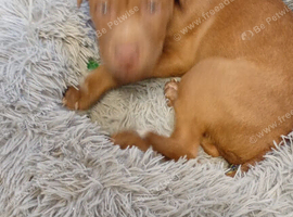 Puppy