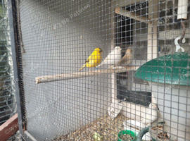 Mixed canaries