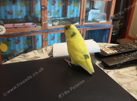 BABY F - ALL YELLOW /BLUE PIED baby 7 weeks old BOY it looks like (missing tail at the moment)