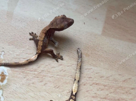 PROVEN BREEDING PAIR + FULL SETUP &mdash; 3 OPTIONS AVAILABLE!!!