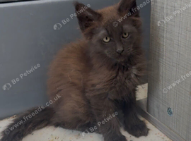 XL black,black smoke,tabby maine coon kittens