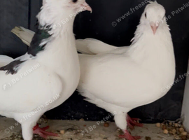 Iranian pair pigeons in blackburn