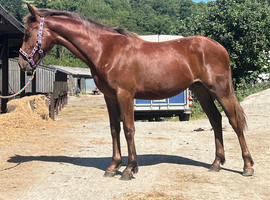 Appaloosa x yearling filly.