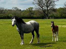️Deposit Taken️5year old Welsh A mare and colt foal.