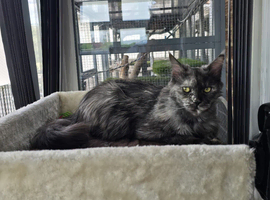 3yr old Ex Queen full Maine Coon