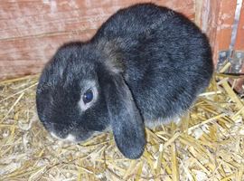 Mini Lop Females