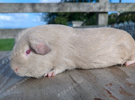 Self Lilac guinea pig