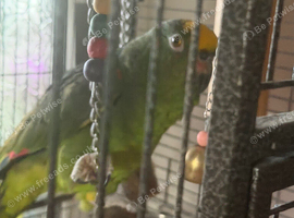 Beautiful mango