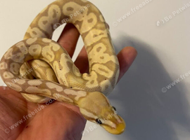 Banana vanilla ball python with setup