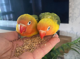 Love bird bonded pair & cage & stand