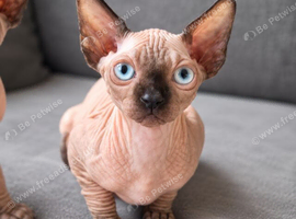 Kitten sphynx looking for home forever