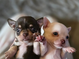 Pedigree club registered Chihuahua puppies