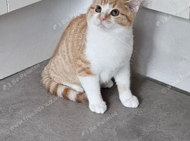 Maine Coon mix