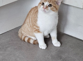 Kittens ready now