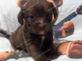 Beautiful puppy available