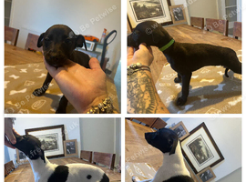 KC registered whippet puppies