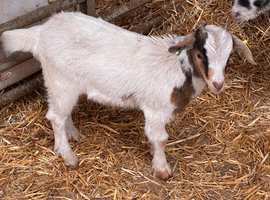 Pgymy Nannie goat kid