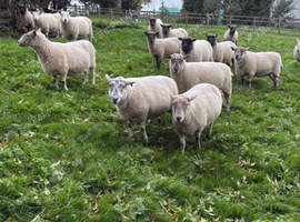 24 mixed breed ewes