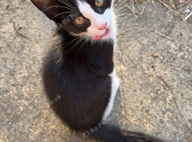 Tuxedo and black kittens ASAP