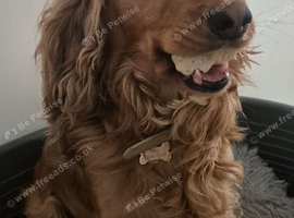 Loving Cocker Spaniel Needs a New Home &ndash; Arlo, 3 Years Old