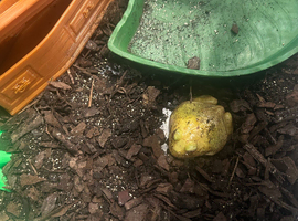 Pacman Frog with terrarium