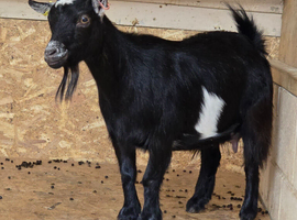 Female Pygmy goats for sale