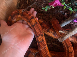 Corn snake
