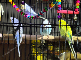Baby budgies Glasgow