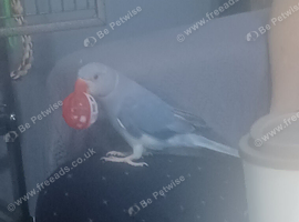 11 month old blue Indian ringneck NO CAGE &pound;150