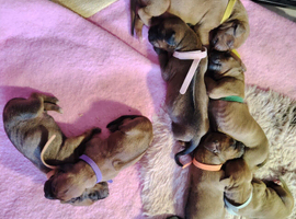 Beautiful Rhodesian Ridgeback puppies, family pet