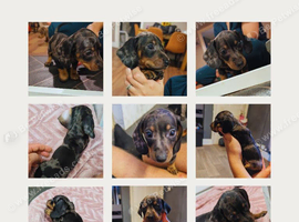 Two gorgeous dapple male miniature dachshunds for sale &pound;1200
