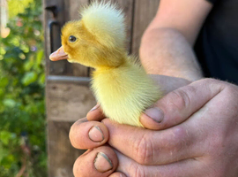 White campbell Ducklings/crested campbell