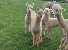 2 adorable male cria available at weaning.