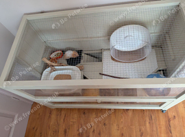 FULL Syrian Hamster Set Up