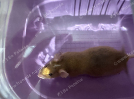 2 x mice with cage