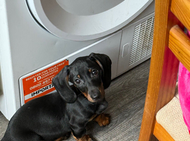 1 Gorgeous Boy left! Black and Tan