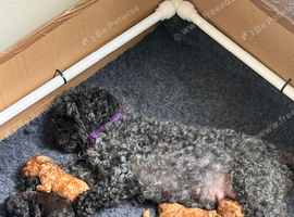 Beautiful Toy Poodle Puppies &ndash; Loving Homes Sought
