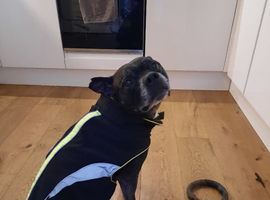Mixed Staffy