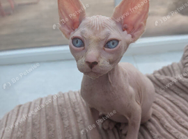 2 sphinx kittens